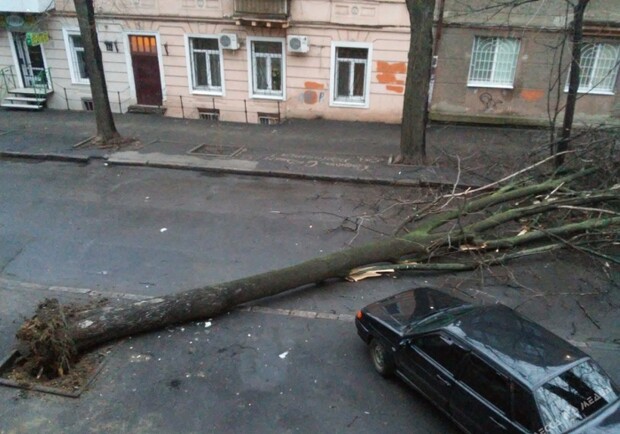 Дерево упало в три часа ночи. фото: «Одесса-медиа»
