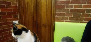 Власники котокафе у Львові розповіли, чому насправді його закрили