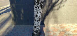 В Одессе живые деревья закладывают плиткой, но в мэрии считают, что нарушений нет