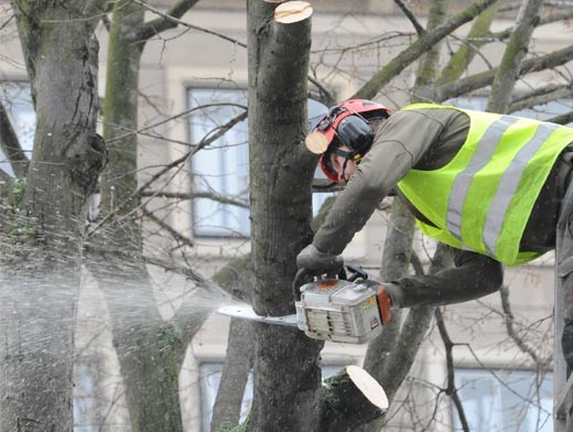 Деревья вырубили ради очередной стройки. Фото: saroblnews.ru