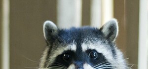 Вакансия месяца: в Одессе ищут SMMщика с енотом