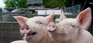 Под Харьковом у свиньи обнаружили сибирскую язву