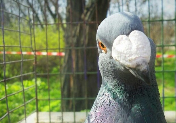 В Савицком парке проходит выставка птиц и другой живности. Фото: Первый городской