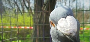 Экзотические птицы голуби и ондатры: в парке Савицкого проходит ярмарка