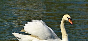 Перезимовали: в пруды дендропарка Победы выпустили лебедей