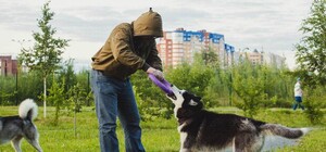 Выгуливать или не выгуливать собак в Днепре, вот в чем вопрос