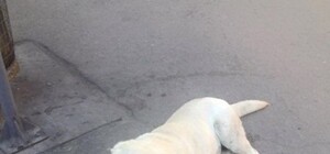 Запорожский Хатико ждет своего хозяина