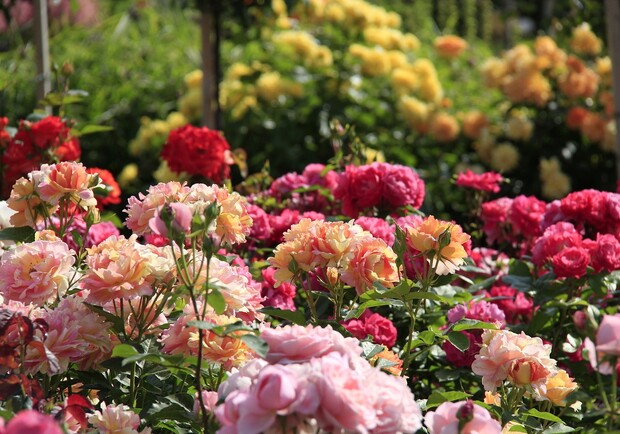 Сад роз. Фото: ru24news.ru