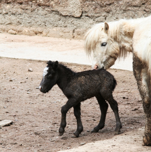 Шетландский пони в Одесском зоопарке. Фото: пресс-служба горсовета