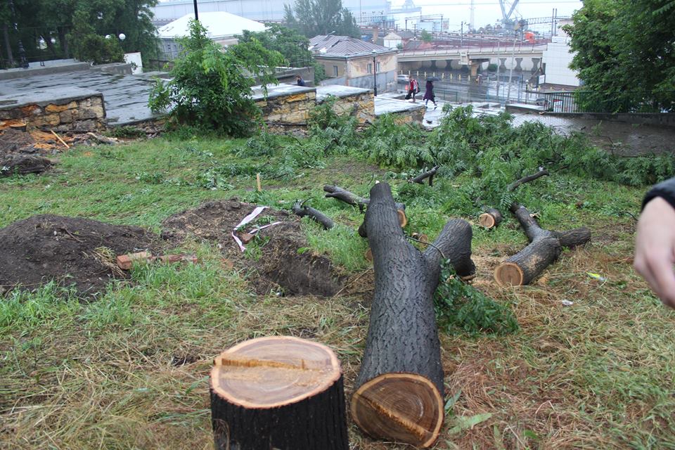 Новость - События - Возле Потемкинской лестницы вырубили деревья: одесситы возмущены