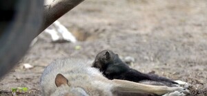 У спасенного из Межигорья волка в Харькове родилось четверо волчат