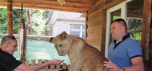 Запорожец в своей квартире воспитывает льва