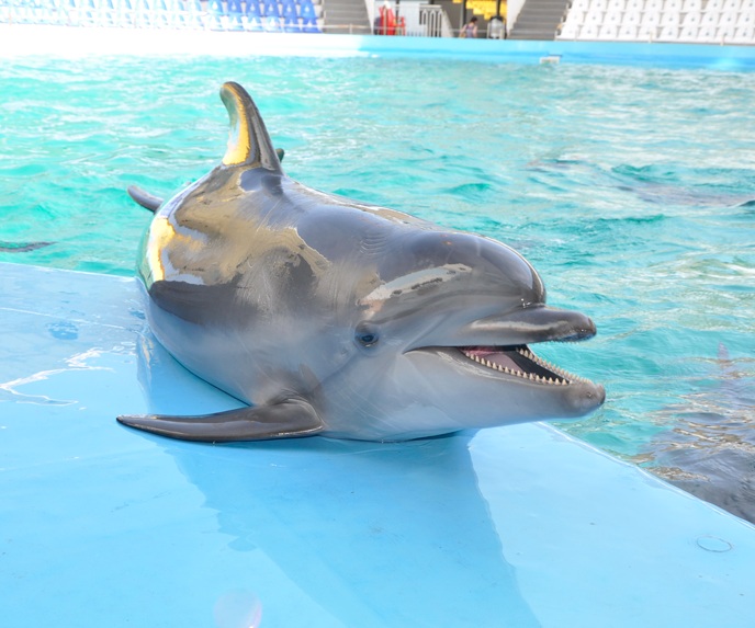 Новость - События - Жуткая находка: в Черноморске на берег выбросило дельфиненка
