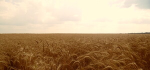 Одесса, которую ты не знаешь: фотопрогулка по Заставе и Селекционному институту