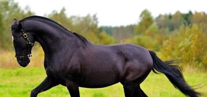 Вход свободный: завтра на ипподроме пройдут соревнования лошадей