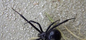 Получи ответ: куда обращаться, если в доме замечен необычный паук