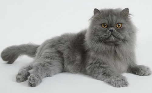 Новость - События - Во Всемирный день кошек умер одесский кот-рекордсмен Украины