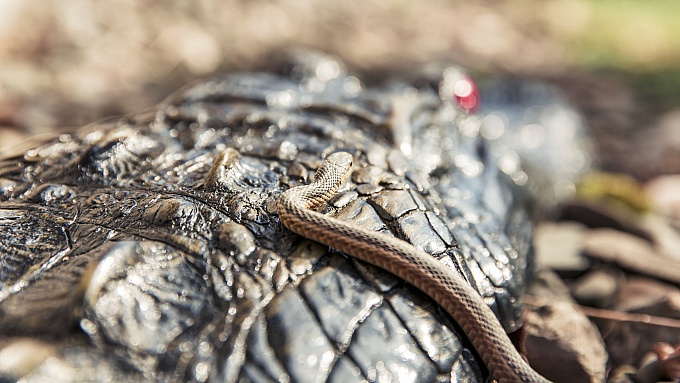 В Одессе и области сегодня нашли на улице змею и крокодила