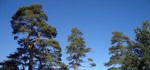 Жители возмущены: в Симферопольском районе из-за карьера хотят пересадить 5 тысяч сосен