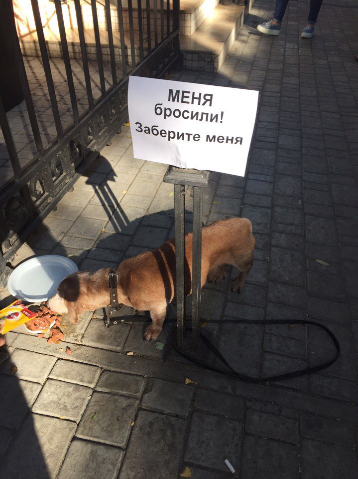 Новость - Люди города - Меня бросили: в Одессе возле магазина оставили собаку