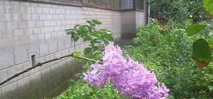 Полюбуйся: в Мелитополе зацвела сирень