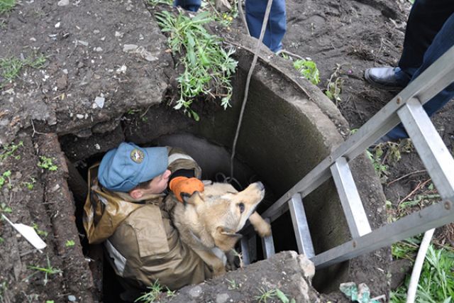 Новость - События - В Одессе спасали собаку, которая упала в люк
