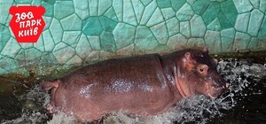 Всему виной погода: Киевский зоопарк перенес знакомство с бегемотихой на весну