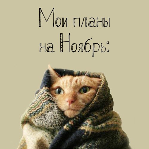 Новость - Общество - Взорви мимиметр: подборка осенних одесских котиков