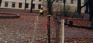 Добра новина: в сквері Святого Юра почали висаджувати дерева