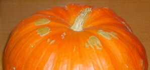 Севастопольская тыква попадет  в Книгу рекордов Украины