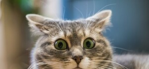 Внезапно: в Украине перестал работать oll.tv