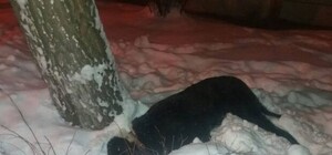 Мнения: стоило ли убивать алабая, который чуть не загрыз ребенка в Харькове