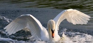 Спешат на помощь: копы спасли замерзающего лебедя