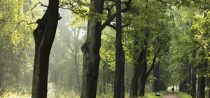 Прибавление: в Одессе появится еще один дендропарк