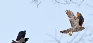 В Днепре поселились ястребы и совы