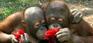 Романтик с большой дороги: подросток украл 76 роз для своей подруги