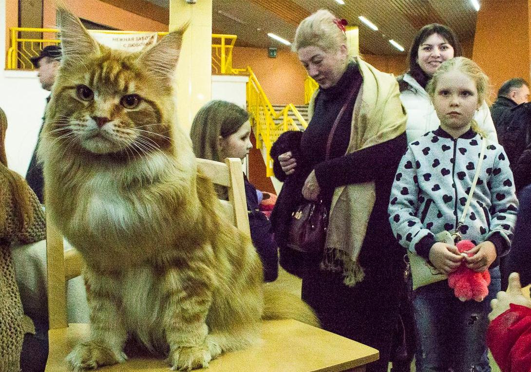 Новость - Общество - Котомания: на Одесском морвокзале открылась выставка кошек