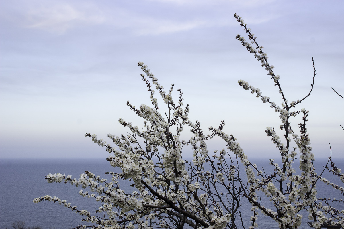 Новость - Общество - Весна в разгаре: как прекрасна цветущая Одесса