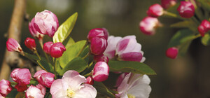 Фотофакт: на Троещине зацвели сирень и яблони