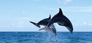 Доза умиления: на Морвокзале заметили дельфинов