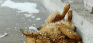 Опять метель: улицы Днепра накрыл тополиный пух