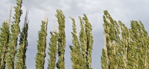 Есть предложение: киевляне просят защитить тополя, а аллергиков - лечиться