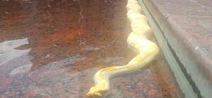 Обычный день в Одессе: как на Греческой в фонтане плавал питон