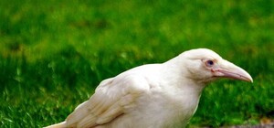 Пострадала из-за цвета: киевлянка спасла раненую белую ворону