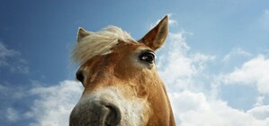 Спасательная операция: в Запорожье под землю провалилась лошадь