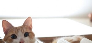 Найди свой дом: в 