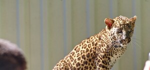 Полюбуйся красоткой: в Экопарке — новая жительница