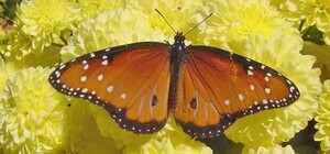 Яркое зрелище: в Никитском саду расцвели первые хризантемы