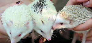 Умились: харьковчанка 