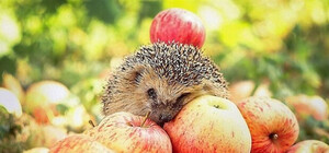 Залиш светра вдома: якою буде погода у Львові на цьому тижні